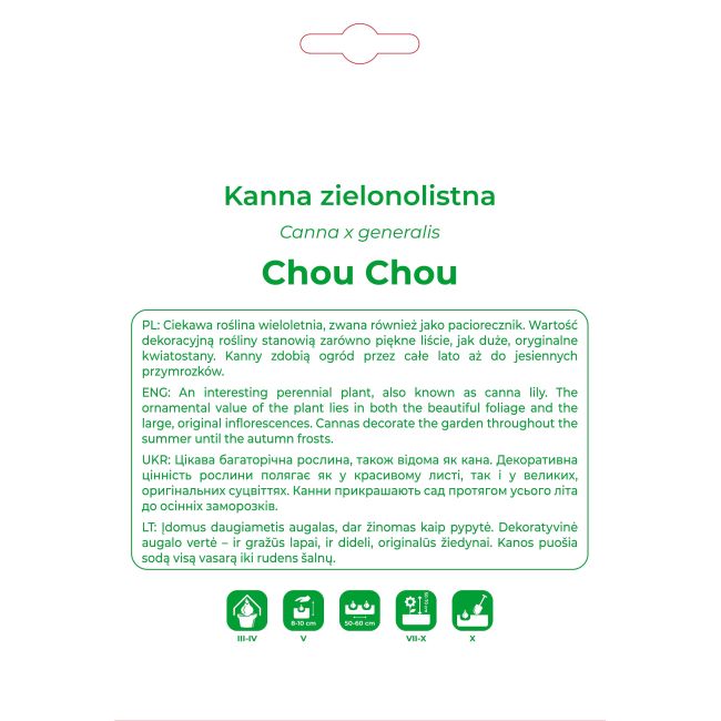 Kanna Chou Chou kremowa 1szt. - Cebule i Kłącza - W. Legutko