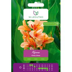 Kanna Chou Chou kremowa 1szt. - Cebule i Kłącza - W. Legutko
