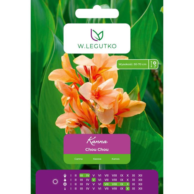 Kanna Chou Chou kremowa 1szt. - Cebule i Kłącza - W. Legutko