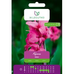 Kanna Eden różowa 1szt. - Cebule i Kłącza - W. Legutko