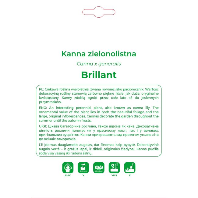 Kanna Brillant czerwona 1szt. - Cebule i Kłącza - W. Legutko