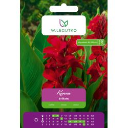 Kanna Brillant czerwona 1szt. - Cebule i Kłącza - W. Legutko