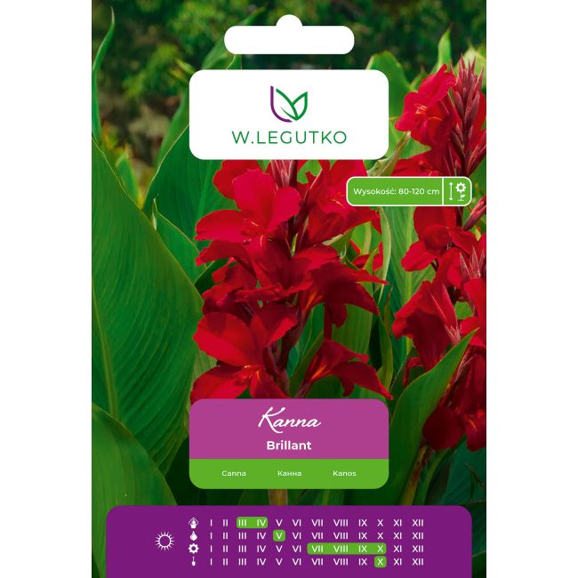 Kanna Brillant czerwona 1szt. - Cebule i Kłącza - W. Legutko