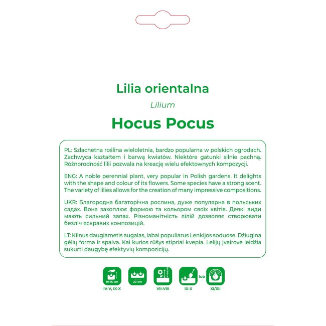 Lilia Hocus Pocus żółto-różowa 1 szt. - Cebule i Kłącza - W. Legutko