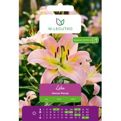 Lilia Hocus Pocus żółto-różowa 1 szt. - Cebule i Kłącza - W. Legutko