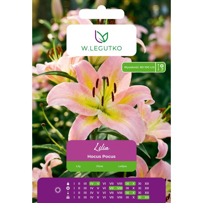Lilia Hocus Pocus żółto-różowa 1 szt. - Cebule i Kłącza - W. Legutko