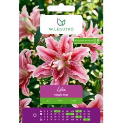 Lilia Magic Star biało-czerwona 1szt. - Cebule i Kłącza - W. Legutko
