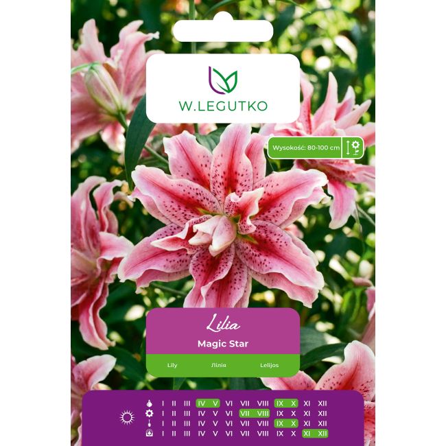 Lilia Magic Star biało-czerwona 1szt. - Cebule i Kłącza - W. Legutko