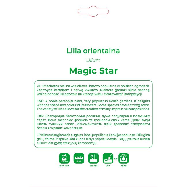Lilia Magic Star biało-czerwona 1szt. - Cebule i Kłącza - W. Legutko