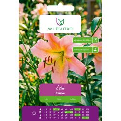 Lilia Elusive żółto-różowa 1szt. - Cebule i Kłącza - W. Legutko
