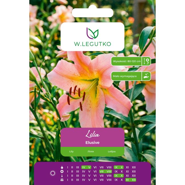 Lilia Elusive żółto-różowa 1szt. - Cebule i Kłącza - W. Legutko