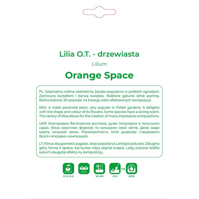 Lilia Orange Space pomarańczowa 1szt. - Cebule i Kłącza - W. Legutko