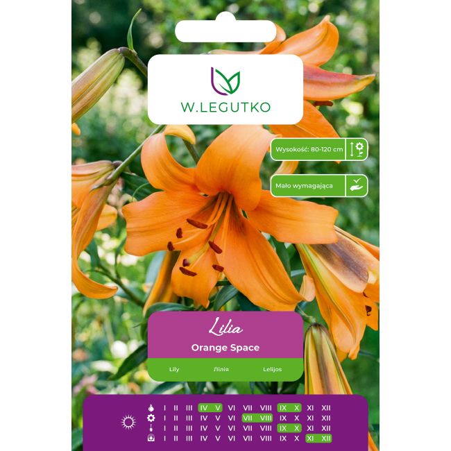 Lilia Orange Space pomarańczowa 1szt. - Cebule i Kłącza - W. Legutko