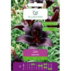 Lilia Nightrider czarna 1szt. - Cebule i Kłącza - W. Legutko