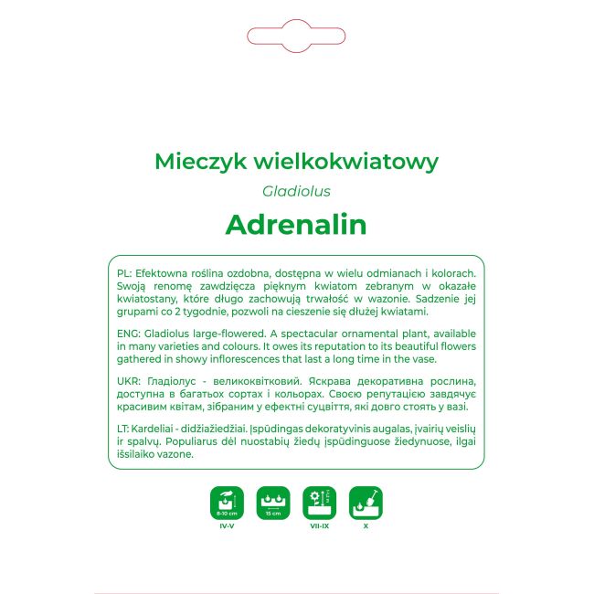 Mieczyk Adrenalin ciemnołososiowy 5szt. - Cebule i Kłącza - W. Legutko