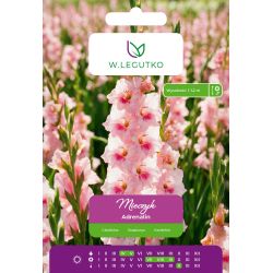 Mieczyk Adrenalin ciemnołososiowy 5szt. - Cebule i Kłącza - W. Legutko