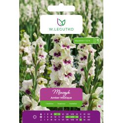 Mieczyk Amber Mistique zielony z fioletowym środkiem 5szt. - Cebule i Kłącza - W. Legutko