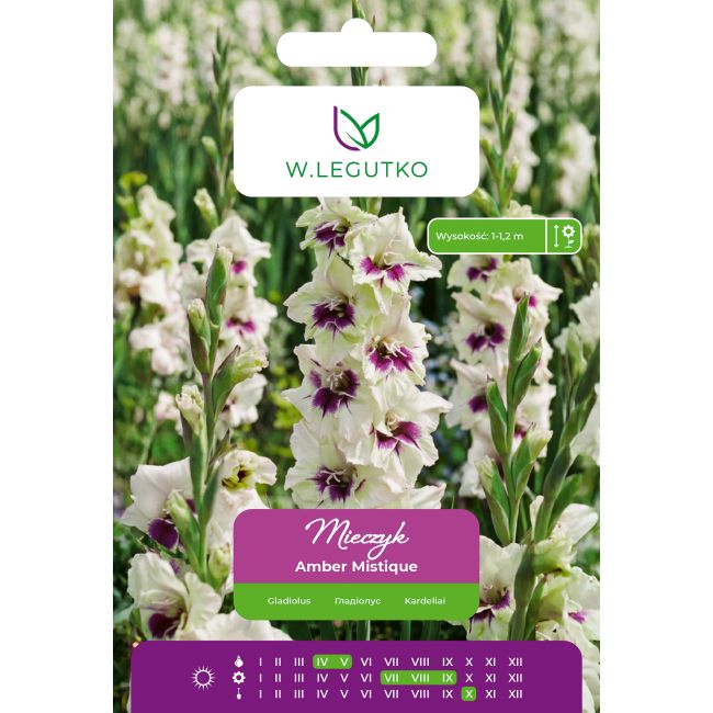 Mieczyk Amber Mistique zielony z fioletowym środkiem 5szt. - Cebule i Kłącza - W. Legutko