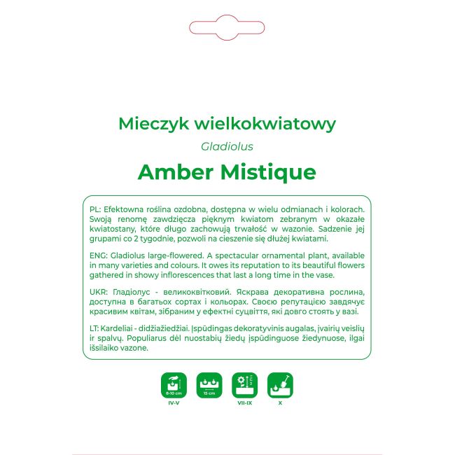 Mieczyk Amber Mistique zielony z fioletowym środkiem 5szt. - Cebule i Kłącza - W. Legutko