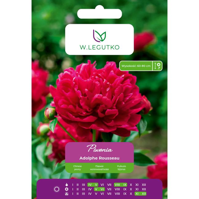 Piwonia Adolphe Rousseau czerwona 1szt. - Cebule i Kłącza - W. Legutko
