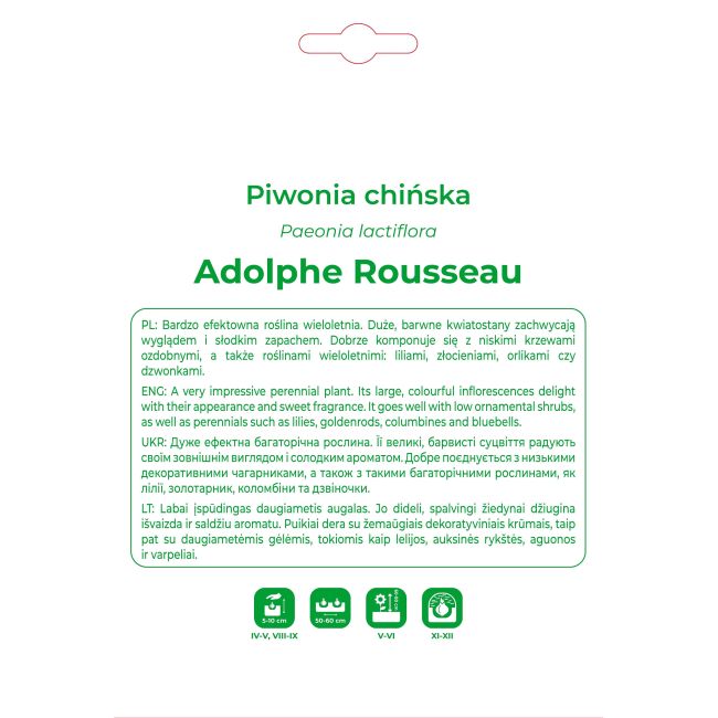 Piwonia Adolphe Rousseau czerwona 1szt. - Cebule i Kłącza - W. Legutko