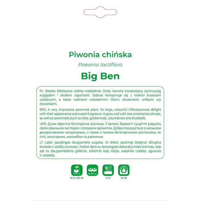 Piwonia Big Ben ciemnoróżowa 1szt. - Cebule i Kłącza - W. Legutko