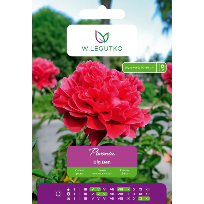 Piwonia Big Ben ciemnoróżowa 1szt. - Cebule i Kłącza - W. Legutko