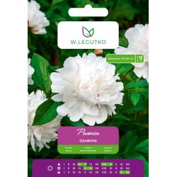 Piwonia Gardenia biała 1szt. - Cebule i Kłącza - W. Legutko