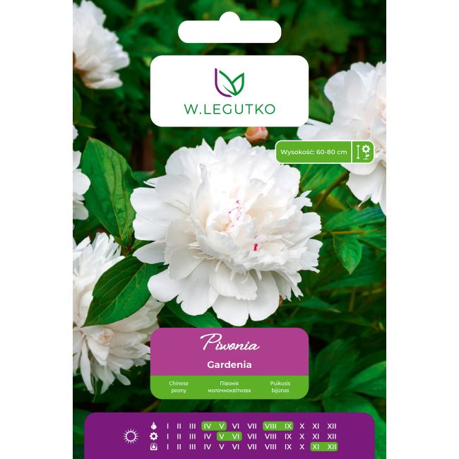 Piwonia Gardenia biała 1szt. - Cebule i Kłącza - W. Legutko
