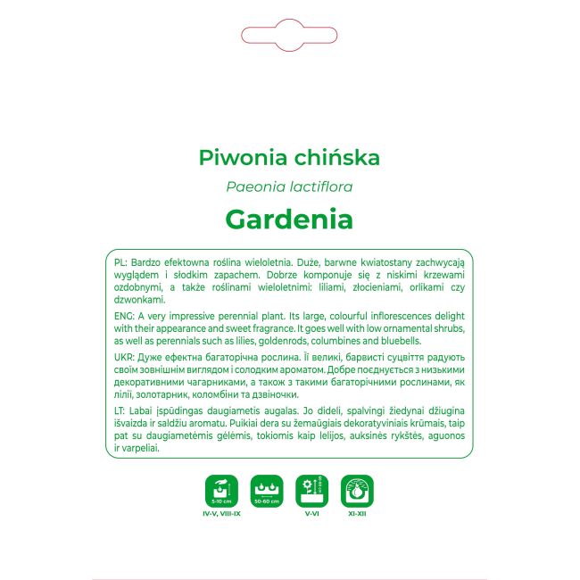 Piwonia Gardenia biała 1szt. - Cebule i Kłącza - W. Legutko