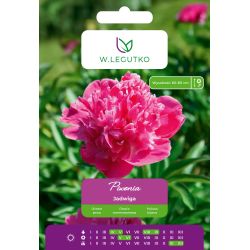 Piwonia Jadwiga różowa 1szt. - Cebule i Kłącza - W. Legutko