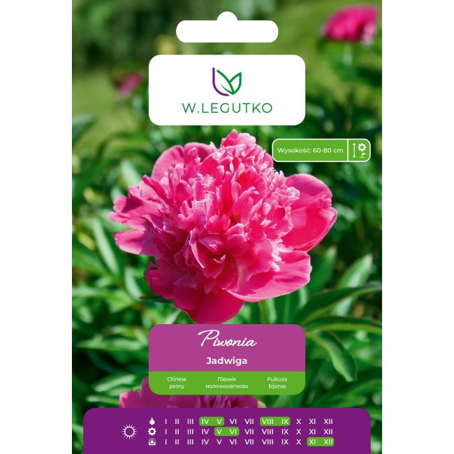 Piwonia Jadwiga różowa 1szt. - Cebule i Kłącza - W. Legutko