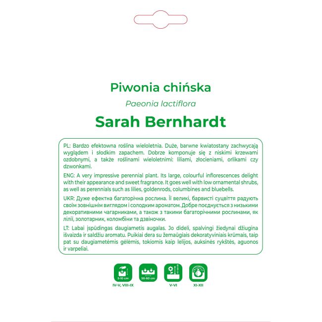 Piwonia Sarah Bernhardt ciemnoróżowa 1szt. - Cebule i Kłącza - W. Legutko