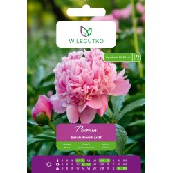 Piwonia Sarah Bernhardt ciemnoróżowa 1szt. - Cebule i Kłącza - W. Legutko