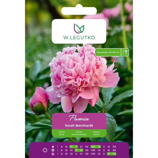 Piwonia Sarah Bernhardt ciemnoróżowa 1szt. - Cebule i Kłącza - W. Legutko