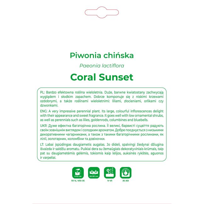 Piwonia Coral Sunset łososiowa 1szt. - Cebule i Kłącza - W. Legutko