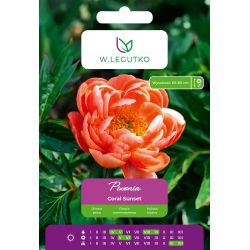 Piwonia Coral Sunset łososiowa 1szt. - Cebule i Kłącza - W. Legutko