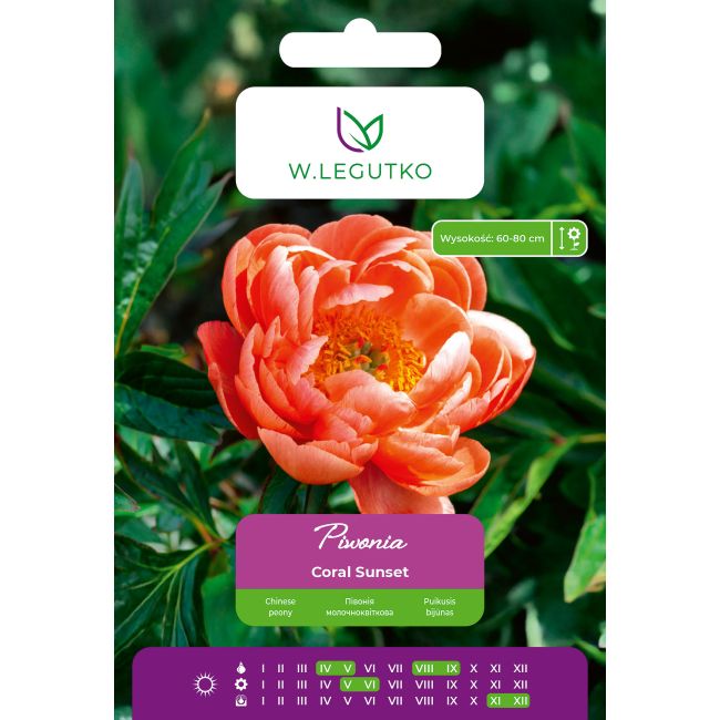 Piwonia Coral Sunset łososiowa 1szt. - Cebule i Kłącza - W. Legutko