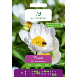 Piwonia Jan van Leeuwen biała 1szt. - Cebule i Kłącza - W. Legutko