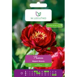 Piwonia Nippon Beauty czerwona 1szt. - Cebule i Kłącza - W. Legutko