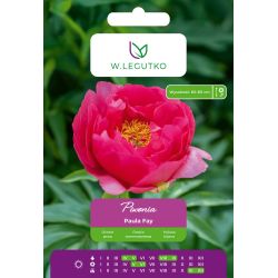 Piwonia Paula Fay różowa 1szt. - Cebule i Kłącza - W. Legutko