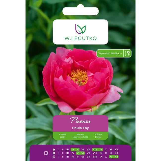 Piwonia Paula Fay różowa 1szt. - Cebule i Kłącza - W. Legutko
