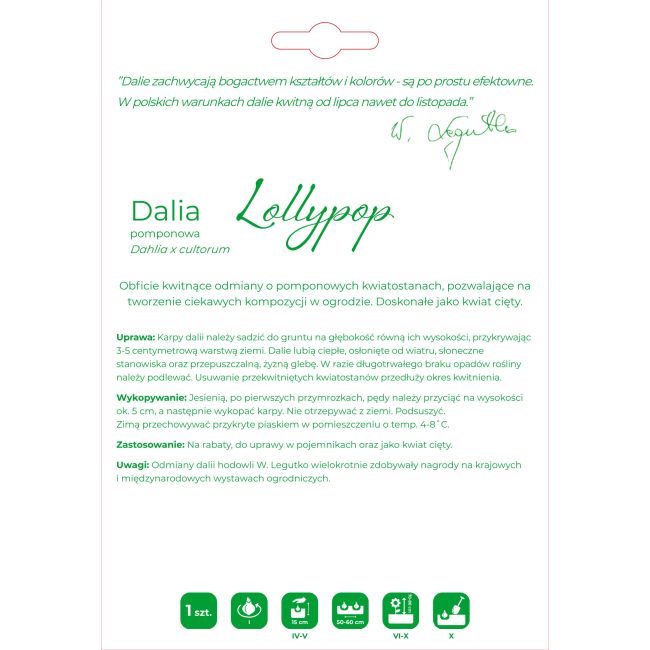 Dalia Lollypop pomarańczowa 1szt. - Cebule i Kłącza - W. Legutko