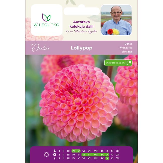 Dalia Lollypop pomarańczowa 1szt. - Cebule i Kłącza - W. Legutko
