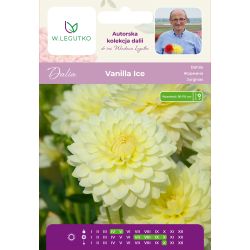 Dalia Vanilla Ice waniliowa 1szt. - Cebule i Kłącza - W. Legutko