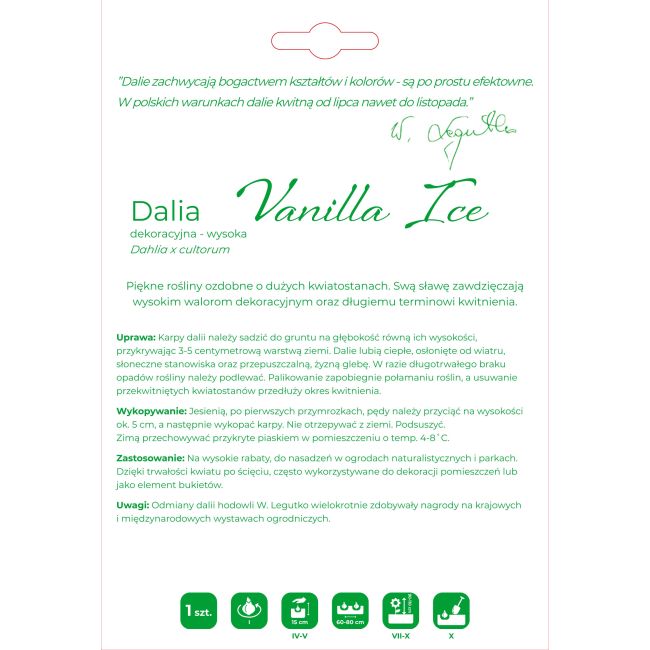 Dalia Vanilla Ice waniliowa 1szt. - Cebule i Kłącza - W. Legutko