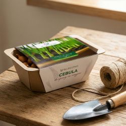 Cebula do uprawy na szczypior żółta - Cebule i Kłącza - W. Legutko