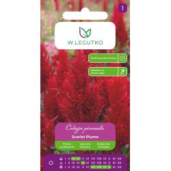 Celozja pierzasta Scarlet Plume czerwona 0,3g - Nasiona - W. Legutko