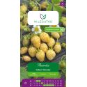 Poziomka Yellow Wonder 0.10g - Rozsady i sadzonki - W. Legutko