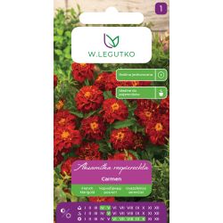 Aksamitka rozpierzchła Carmen mahoniowo-czerwona 1.50g - Nasiona - W. Legutko